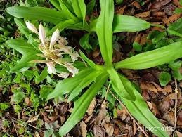 Crinum latifolium leaf2.jpg